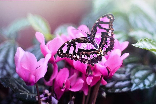 papillon