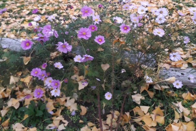 Fleurs printanières