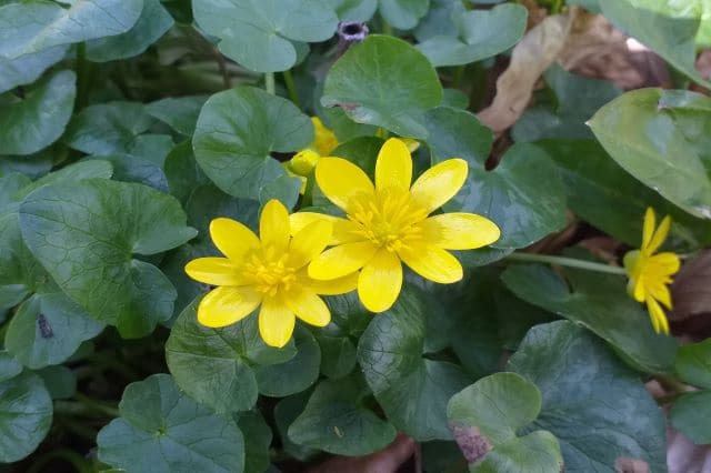 Fleurs