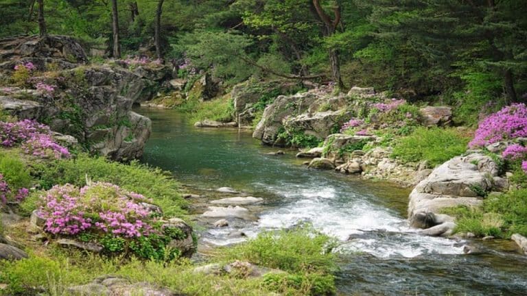 Magnifique ruisseau