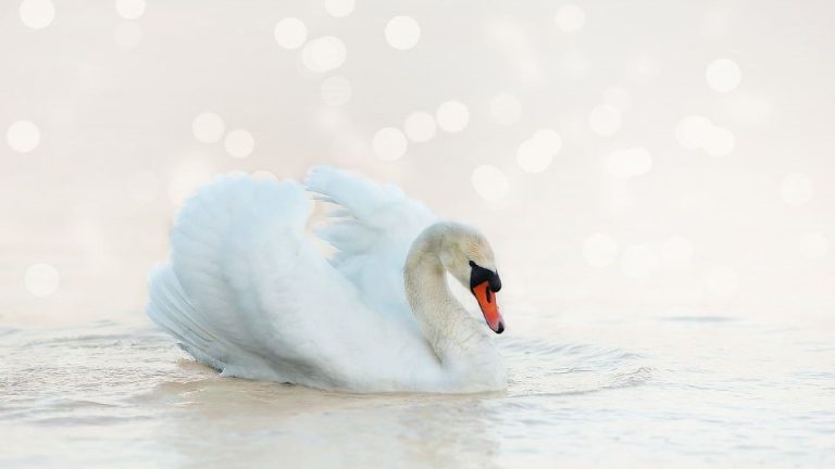 pureté