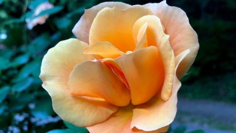 rose