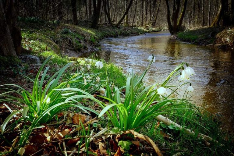 ruisseau